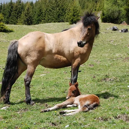 Zum Granitzl Szálloda 3*